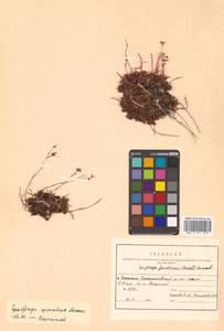 Saxifraga cherlerioides D. Don, Siberia, Russian Far East (S6) (Russia)
