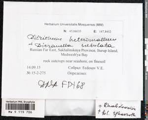 Ditrichum heteromallum (Hedw.) E. Britton, Bryophytes, Bryophytes - Russian Far East (excl. Chukotka & Kamchatka) (B20) (Russia)