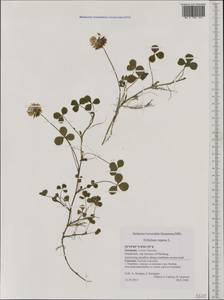 Trifolium repens L., Western Europe (EUR) (Germany)