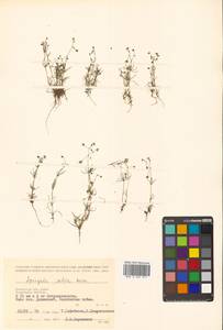 Spergula arvensis subsp. sativa (Boenn.) Celak., Siberia, Chukotka & Kamchatka (S7) (Russia)