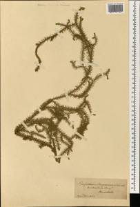 Lycopodium, South Asia, South Asia (Asia outside ex-Soviet states and Mongolia) (ASIA) (Not classified)