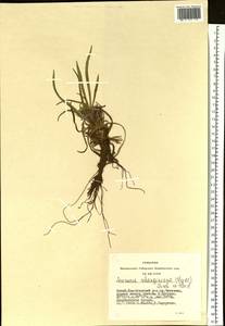 Saussurea schanginiana (Wydler) Fisch. ex Herder, Siberia, Altai & Sayany Mountains (S2) (Russia)