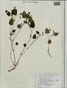 Viola canina L., Eastern Europe, Belarus (E3a) (Belarus)