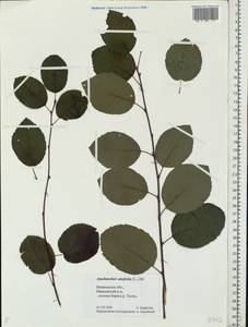 Amelanchier alnifolia (Nutt.) Nutt., Eastern Europe, Central forest region (E5) (Russia)