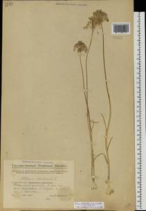 Allium delicatulum Siev. ex Schult. & Schult.f., Eastern Europe, Eastern region (E10) (Russia)