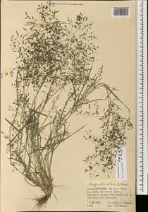 Eragrostis minor Host, Mongolia (MONG) (Mongolia)