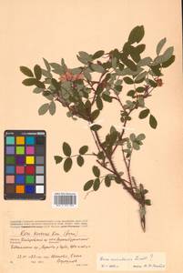 Rosa acicularis Lindl., Siberia, Russian Far East (S6) (Russia)