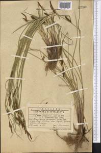 Carex songorica Kar. & Kir., Middle Asia, Western Tian Shan & Karatau (M3) (Kazakhstan)