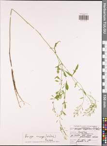 Rorippa × anceps (Wahlenb.) Rchb., Eastern Europe, Central region (E4) (Russia)