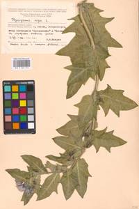 Hyoscyamus niger L., Eastern Europe, Moscow region (E4a) (Russia)