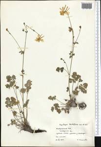 Aquilegia lactiflora Kar. & Kir., Middle Asia, Pamir & Pamiro-Alai (M2) (Tajikistan)