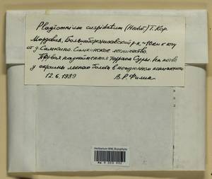 Plagiomnium cuspidatum (Hedw.) T.J. Kop., Bryophytes, Bryophytes - Middle Volga (B9) (Russia)