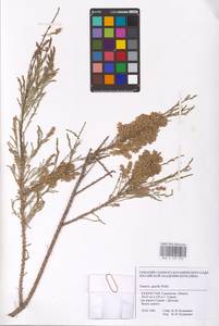 Tamarix gracilis Willd., Middle Asia, Caspian Ustyurt & Northern Aralia (M8) (Kazakhstan)