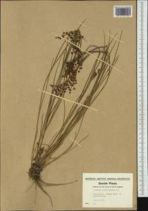 Juncus articulatus L., Western Europe (EUR) (Denmark)