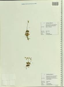 Micranthes stellaris subsp. stellaris, Eastern Europe, Northern region (E1) (Russia)