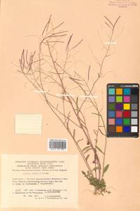 Arabidopsis lyrata subsp. kamchatica (Fisch. ex DC.) O'Kane & Al-Shehbaz, Siberia, Chukotka & Kamchatka (S7) (Russia)