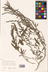 Atriplex patens (Litv.) Iljin, Eastern Europe, Belarus (E3a) (Belarus)