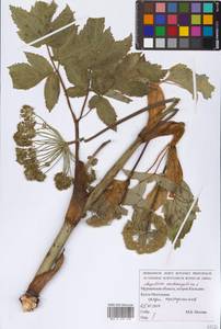 Angelica archangelica L., Eastern Europe, Northern region (E1) (Russia)