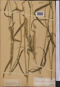 Melica altissima L., Middle Asia, Dzungarian Alatau & Tarbagatai (M5) (Kazakhstan)