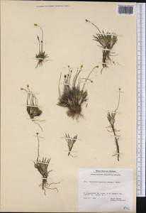 Tofieldia pusilla (Michx.) Pers., America (AMER) (Greenland)