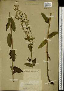 Nepeta nuda subsp. nuda, Siberia, Altai & Sayany Mountains (S2) (Russia)