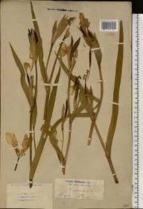 Iris pseudacorus L., Eastern Europe, Eastern region (E10) (Russia)