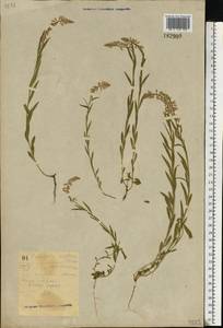 Polygala comosa Schkuhr, Eastern Europe, South Ukrainian region (E12) (Ukraine)