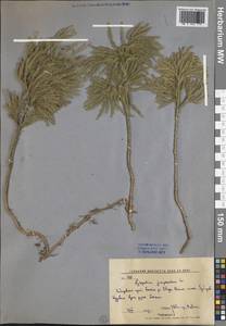 Dendrolycopodium juniperoideum (Sw.) A. Haines, Siberia, Russian Far East (S6) (Russia)