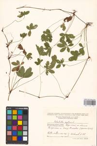 Potentilla reptans L., Eastern Europe, Moscow region (E4a) (Russia)