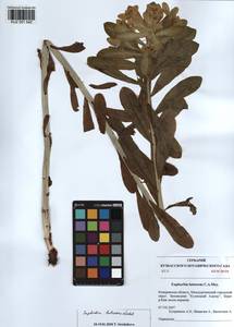 KUZ 001 542, Euphorbia pilosa L., Siberia, Altai & Sayany Mountains (S2) (Russia)