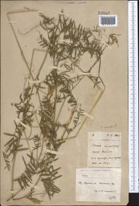 Vicia cracca L., Middle Asia, Northern & Central Kazakhstan (M10) (Kazakhstan)