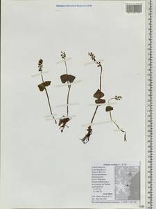 Neottia cordata (L.) Rich., Siberia, Chukotka & Kamchatka (S7) (Russia)