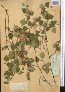 Betula pendula Roth, Middle Asia, Dzungarian Alatau & Tarbagatai (M5) (Kazakhstan)