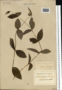 Clematis integrifolia L., Eastern Europe, South Ukrainian region (E12) (Ukraine)