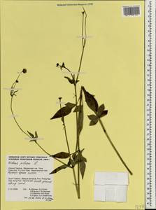 Bidens pilosa L., South Asia, South Asia (Asia outside ex-Soviet states and Mongolia) (ASIA) (Thailand)