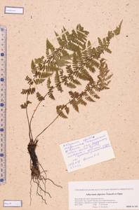 Pseudathyrium alpestre subsp. alpestre, Siberia, Altai & Sayany Mountains (S2) (Russia)