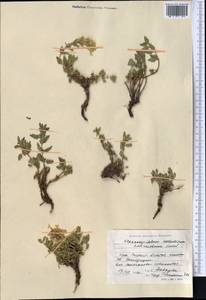 Dracocephalum nodulosum Rupr., Middle Asia, Northern & Central Tian Shan (M4) (Kyrgyzstan)