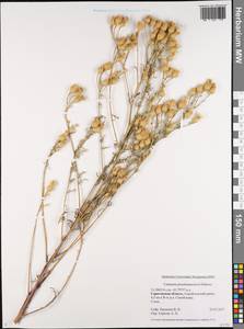 Centaurea pseudomaculosa Dobrocz, Eastern Europe, Lower Volga region (E9) (Russia)