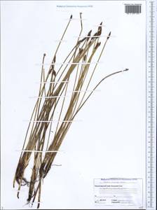 Eleocharis mitracarpa Steud., Caucasus, Black Sea Shore (from Novorossiysk to Adler) (K3) (Russia)