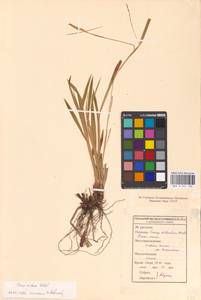 Carex pilosa Scop., Eastern Europe, Middle Volga region (E8) (Russia)