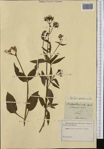 Centranthus ruber (L.) DC., Western Europe (EUR) (France)