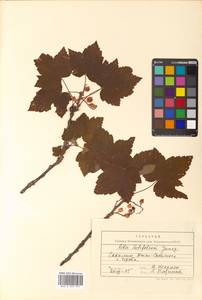 Ribes latifolium Jancz., Siberia, Russian Far East (S6) (Russia)