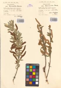 Salix triandra subsp. bornmuelleri (Hausskn.) A.K.Skvortsov, South Asia, South Asia (Asia outside ex-Soviet states and Mongolia) (ASIA) (Turkey)