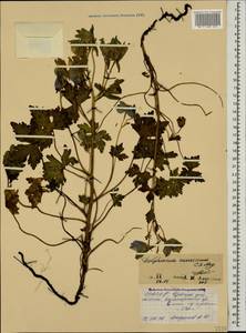 Delphinium caucasicum C. A. Mey., Caucasus, North Ossetia, Ingushetia & Chechnya (K1c) (Russia)