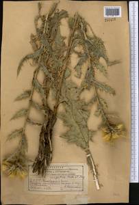 Cirsium sorocephalum subsp. congestum (Fisch. & C. A. Mey. ex DC.) Yildiz, Dirmenci & Arabaci, Middle Asia, Kopet Dag, Badkhyz, Small & Great Balkhan (M1) (Turkmenistan)