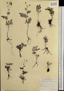 Thalictrum petaloideum L., Siberia, Altai & Sayany Mountains (S2) (Russia)