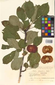 Malus domestica (Suckow) Borkh., Eastern Europe, Central region (E4) (Russia)