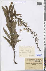 Chamaenerion angustifolium (L.) Scop., Eastern Europe, Moscow region (E4a) (Russia)