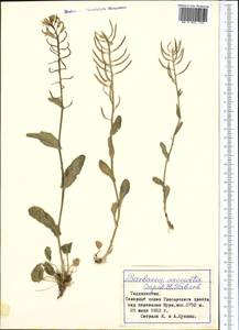 Barbarea vulgaris (L.) W.T. Aiton, Middle Asia, Pamir & Pamiro-Alai (M2) (Tajikistan)