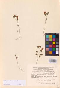 Trifolium dubium Sibth., Eastern Europe, West Ukrainian region (E13) (Ukraine)